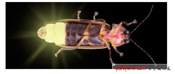 韩国研究人员受萤火虫的腹部发光模式启发研发出新型高透光性led