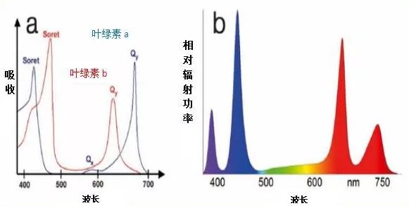 图1a和b:(a)叶绿素a和叶绿素b吸收光谱;(b)以及园艺专用cob led模块